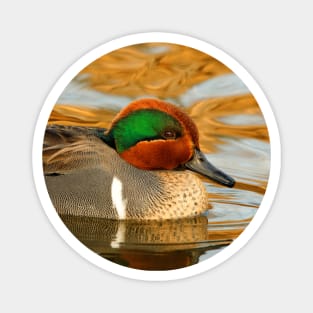 Green-Winged Teal Duck on Golden Pond Magnet